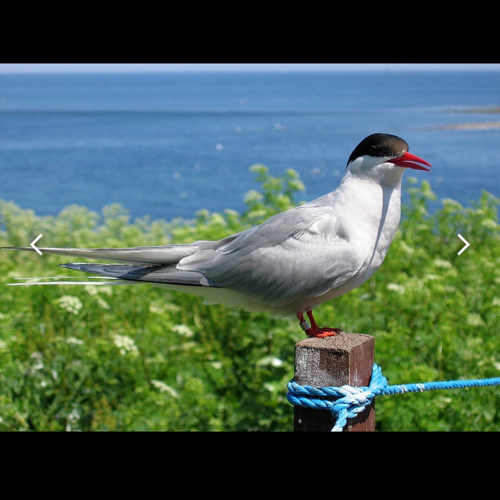 Small kids resale w/quality gear!